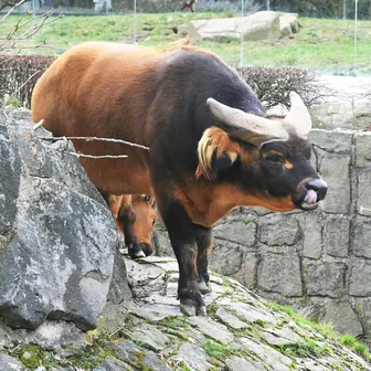buffalo
