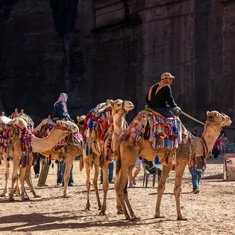 camel