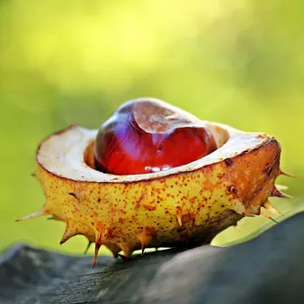 chestnut
