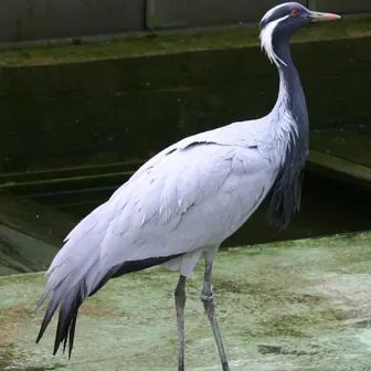 crane