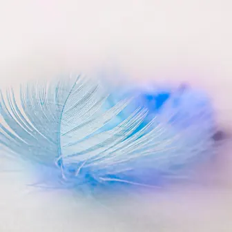 feather
