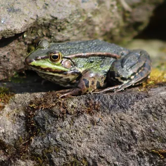 frog