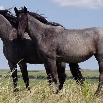 horse