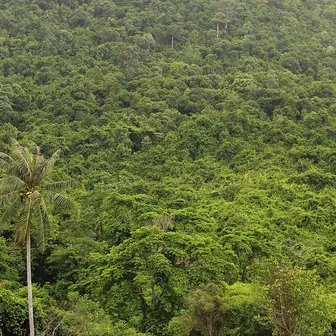 jungle
