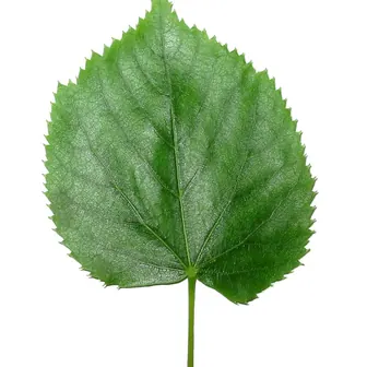 leaf