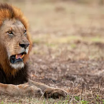 lion