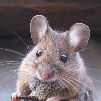 mouse