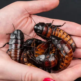 roach